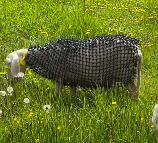 Un fermier și-a îmbrăcat oile în armură pentru a alunga lupii. Invenția i-a deranjat pe oameni