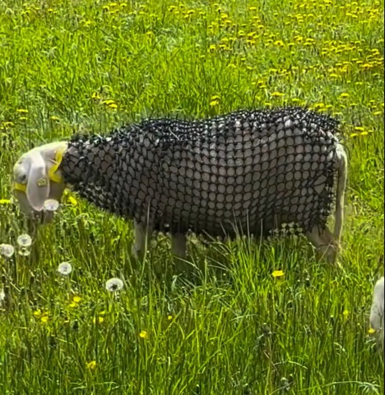 Un fermier și-a îmbrăcat oile în armură pentru a alunga lupii. Invenția i-a deranjat pe oameni