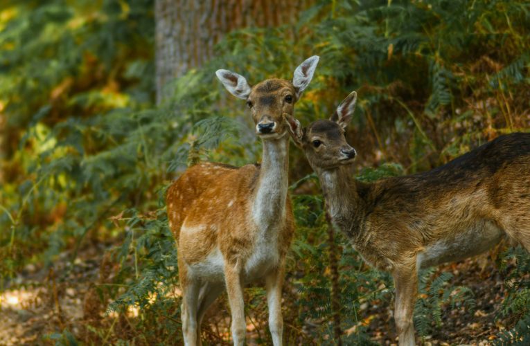 Un grup de observatori de păsări din Serbia a cumpărat un „petec” de pădure. Iubitorii de natură au donat