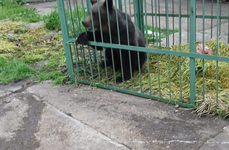 Urs capturat în incinta Școlii de Agenți de Poliție din Câmpina