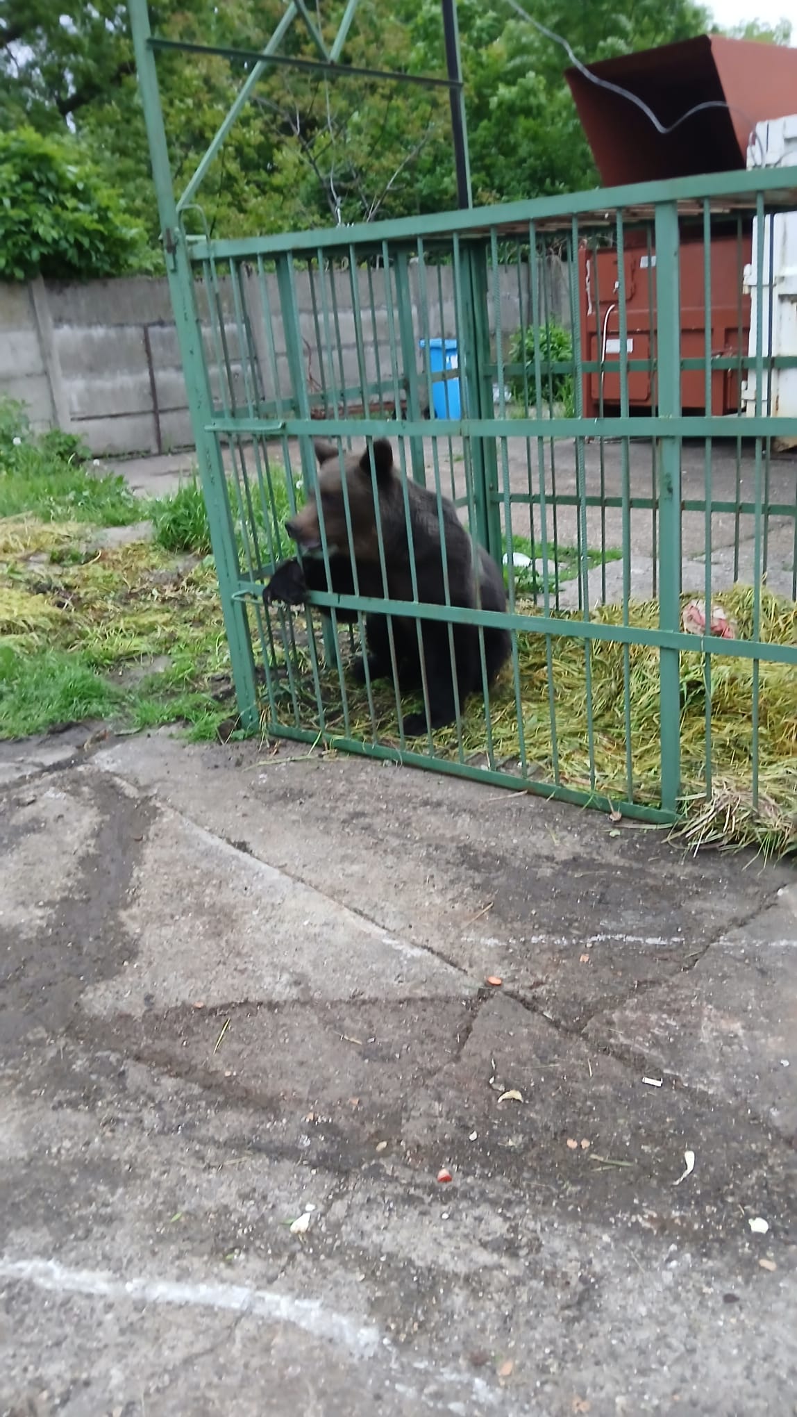 Urs capturat în incinta Școlii de Agenți de Poliție din Câmpina