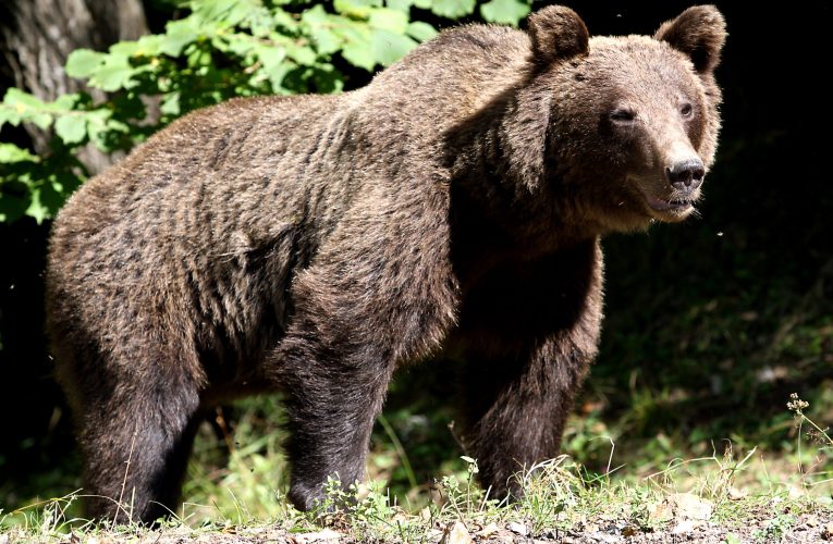 Urs semnalat în Piatra Neamț. Al patrulea mesaj RO-Alert emis în județul Neamț în 2026