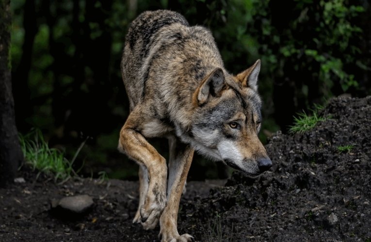 Vânătoare de lupi în Spania: ecologiștii contestă decretul care permite împușcarea animalelor