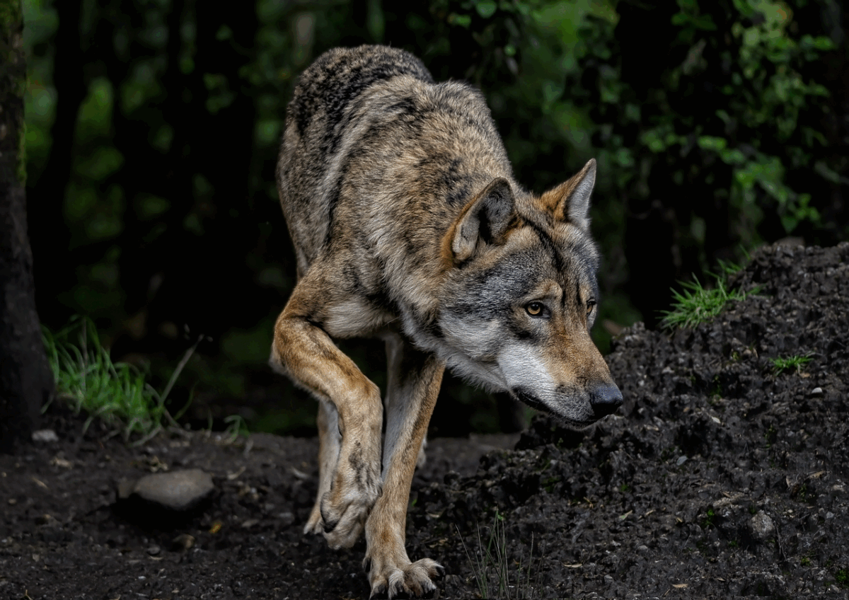 Vânătoare de lupi în Spania: ecologiștii contestă decretul care permite împușcarea animalelor