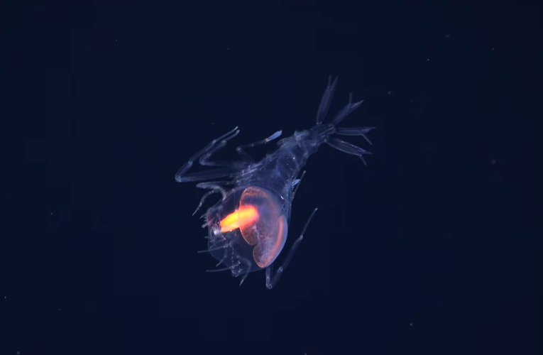 31 de noi specii marine au fost descoperite într-o zonă puțin explorată a Atlanticului