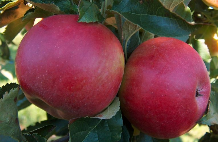 8 trucuri care îți pot dubla recolta de fructe. Recomandările experților