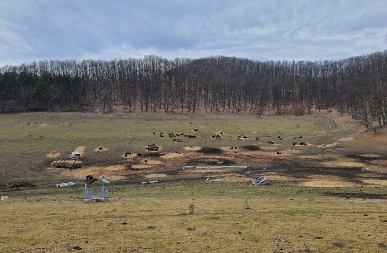 Acuzații grave: rușii îngroapă animale infectate cu antrax și provoacă o catastrofă biologică lângă Marea Neagră