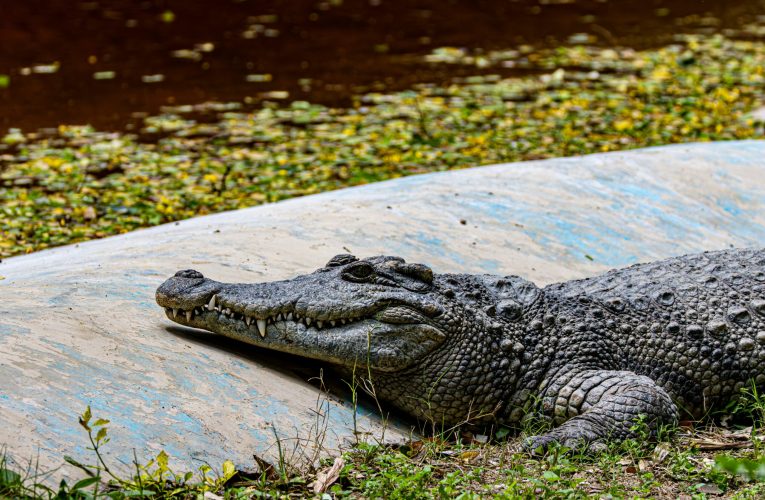 Băiat de 3 ani, rănit grav în țarcul cu crocodili la o grădină zoologică din Marea Britanie. Un bărbat a fost arestat 