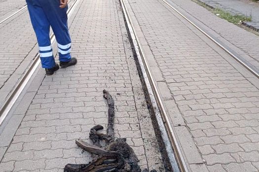 Canicula afectează circulația tramvaielor la Timișoara. Masticul de pe șinele de tramvai s-a topit