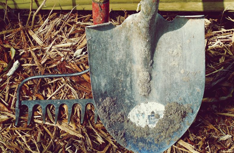 Ce legume pot fi plantate în iunie și recoltate la sfârșitul verii. Recomandările unui expert în grădinărit