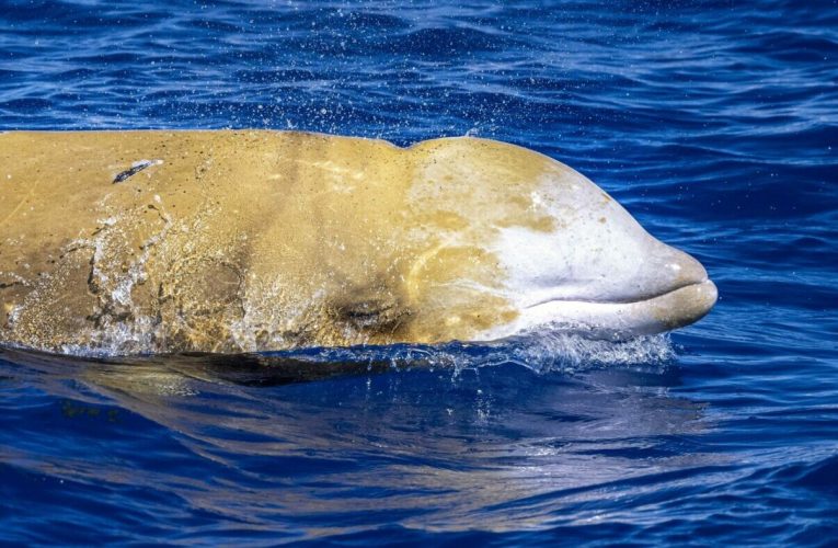 Cel mai mare cimitir de balene din adâncuri: fosile vechi de peste 5 milioane de ani