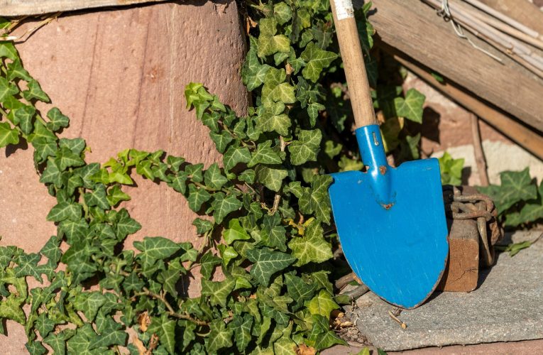 Cum să îți extinzi gratuit colecția de plante. Sfatul experților pentru grădinari în luna iunie