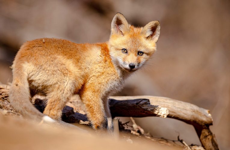 Cum să ții vulpile departe de grădină folosind un produs comun în bucătărie