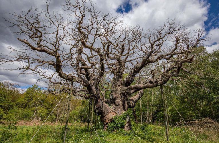 Dispare un monument viu al Angliei / Stejarul care l-a ascuns pe Robin Hood a murit după 1.200 de ani