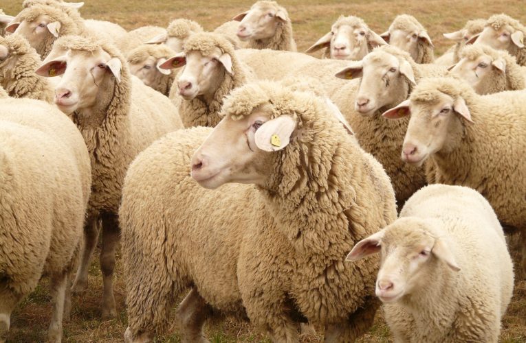 Exporturile de ovine din România ar putea fi reluate. ANSVSA anunță o misiune urgentă de audit a experților europeni