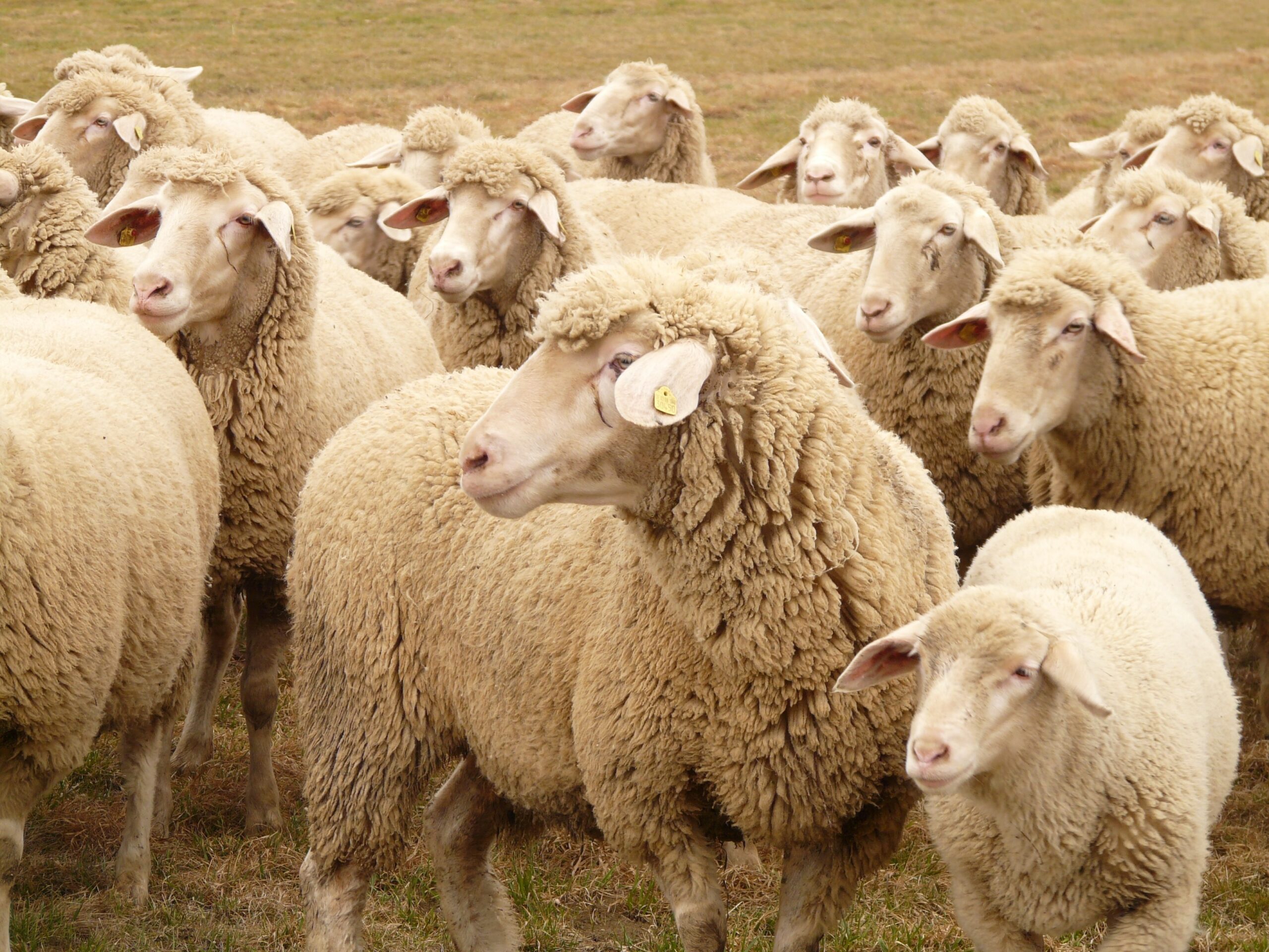 Exporturile de ovine din România ar putea fi reluate. ANSVSA anunță o misiune urgentă de audit a experților europeni