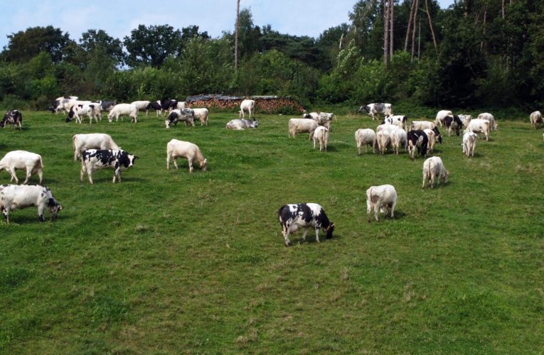 Iarba e mai verde în Austria: Cum își reinventează țara sectorul agricol