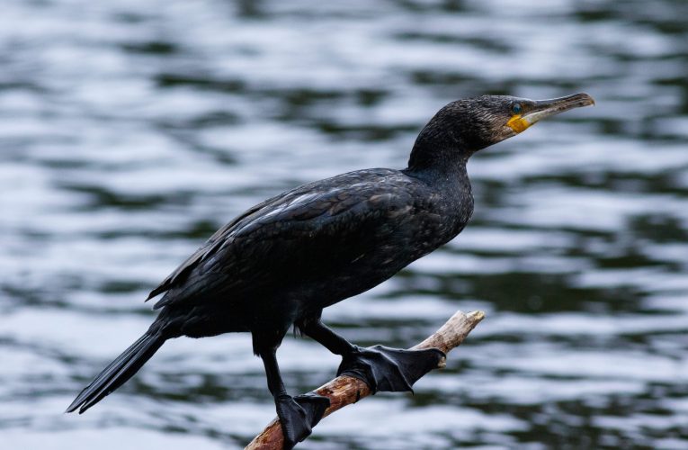 Imagini care au stârnit indignare: un bărbat din Sulina, anchetat după ce a chinuit un cormoran