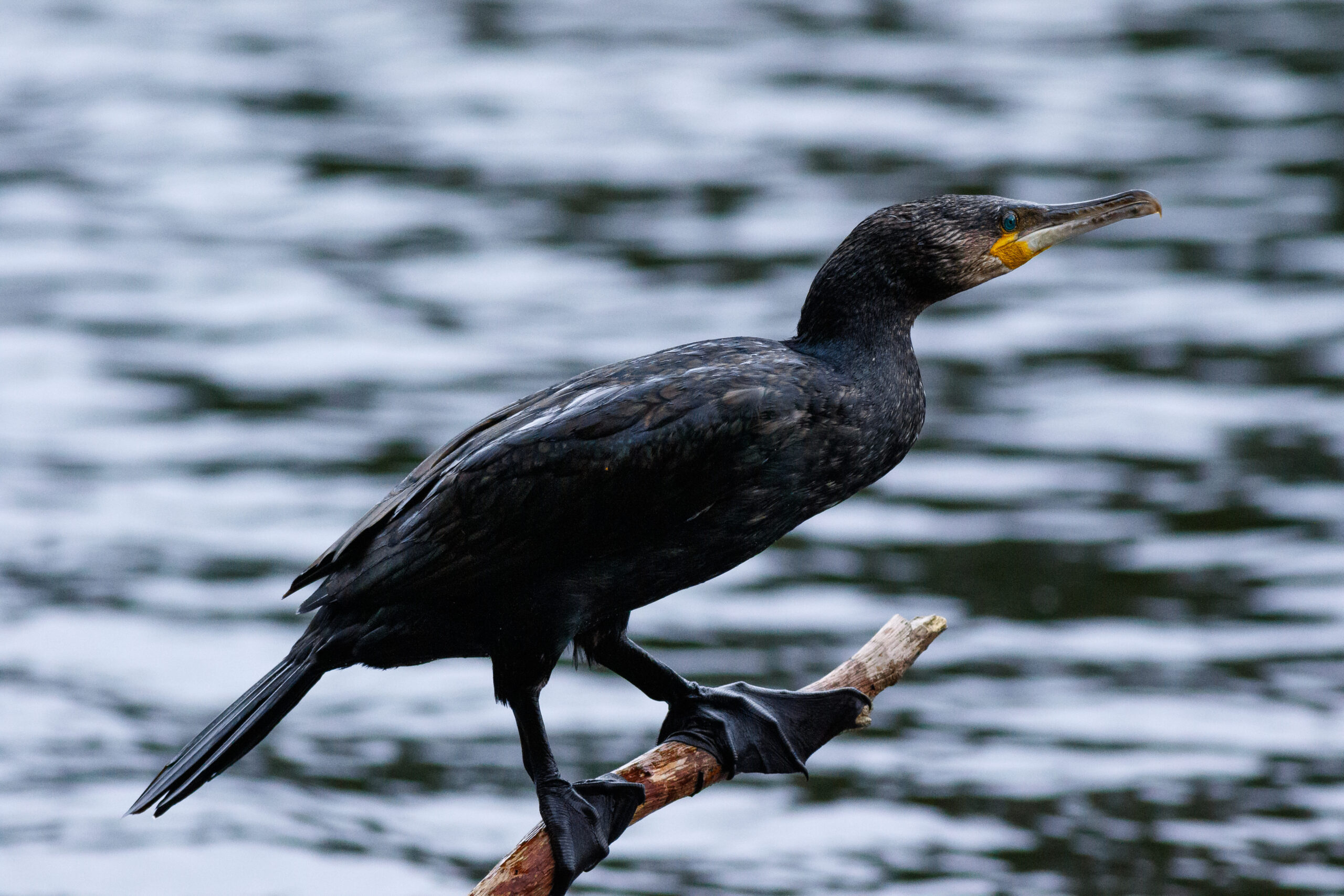 Imagini care au stârnit indignare: un bărbat din Sulina, anchetat după ce a chinuit un cormoran