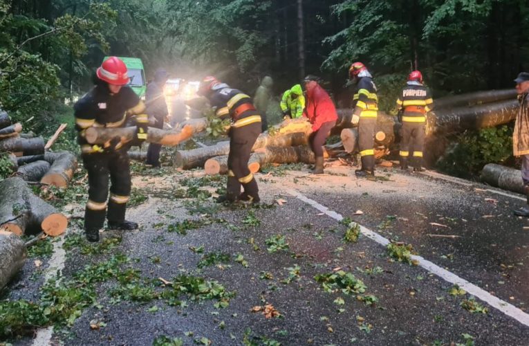 Mort într-o mașină lovită în mers de un copac doborât de furtună, în Ilfov