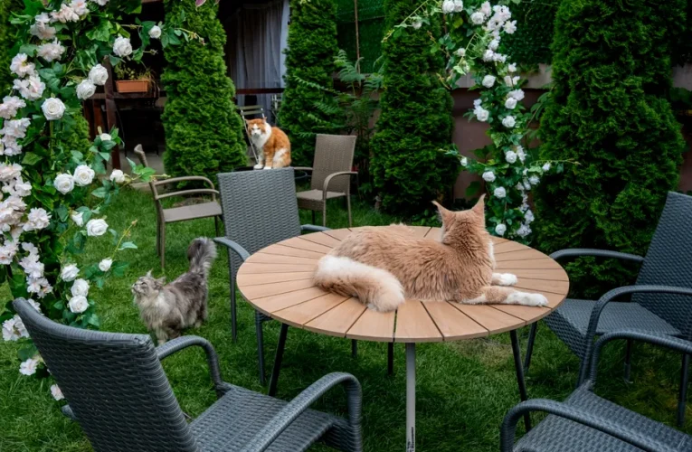 O cafenea cu 15 pisici Maine Coon se deschide în București: cafea de specialitate, relaxare și „giganți blânzi” cu personalitate