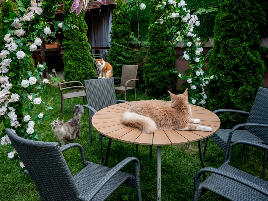 O cafenea cu 15 pisici Maine Coon se deschide în București: cafea de specialitate, relaxare și „giganți blânzi” cu personalitate