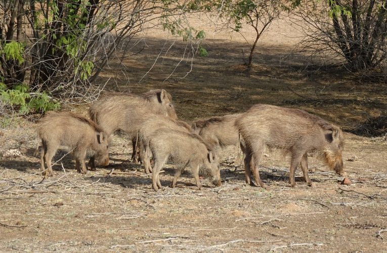 O țară uriașă se confruntă cu o problemă neașteptată: milioane de porci sălbăticiți distrug culturile și sursele de apă