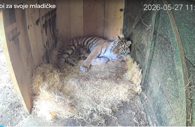 Trei pui de tigru siberian, specie pe cale de dispariție, s-au născut la Grădina Zoologică din Ljubljana