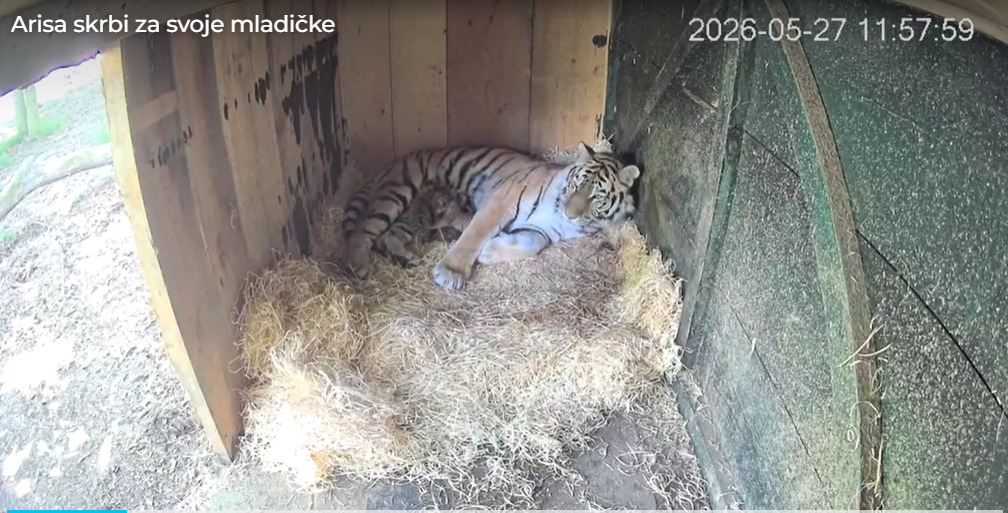 Trei pui de tigru siberian, specie pe cale de dispariție, s-au născut la Grădina Zoologică din Ljubljana