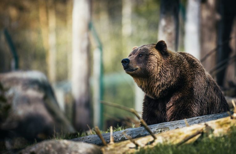 Un bărbat de 34 de ani a murit după a fost atacat de un urs, în județul Sibiu
