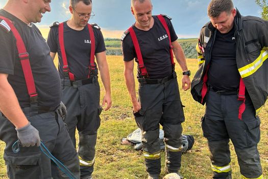 Un miel rătăcit a avut norocul vieții sale. Animalul, blocat într-o râpă de peste 20 de metri