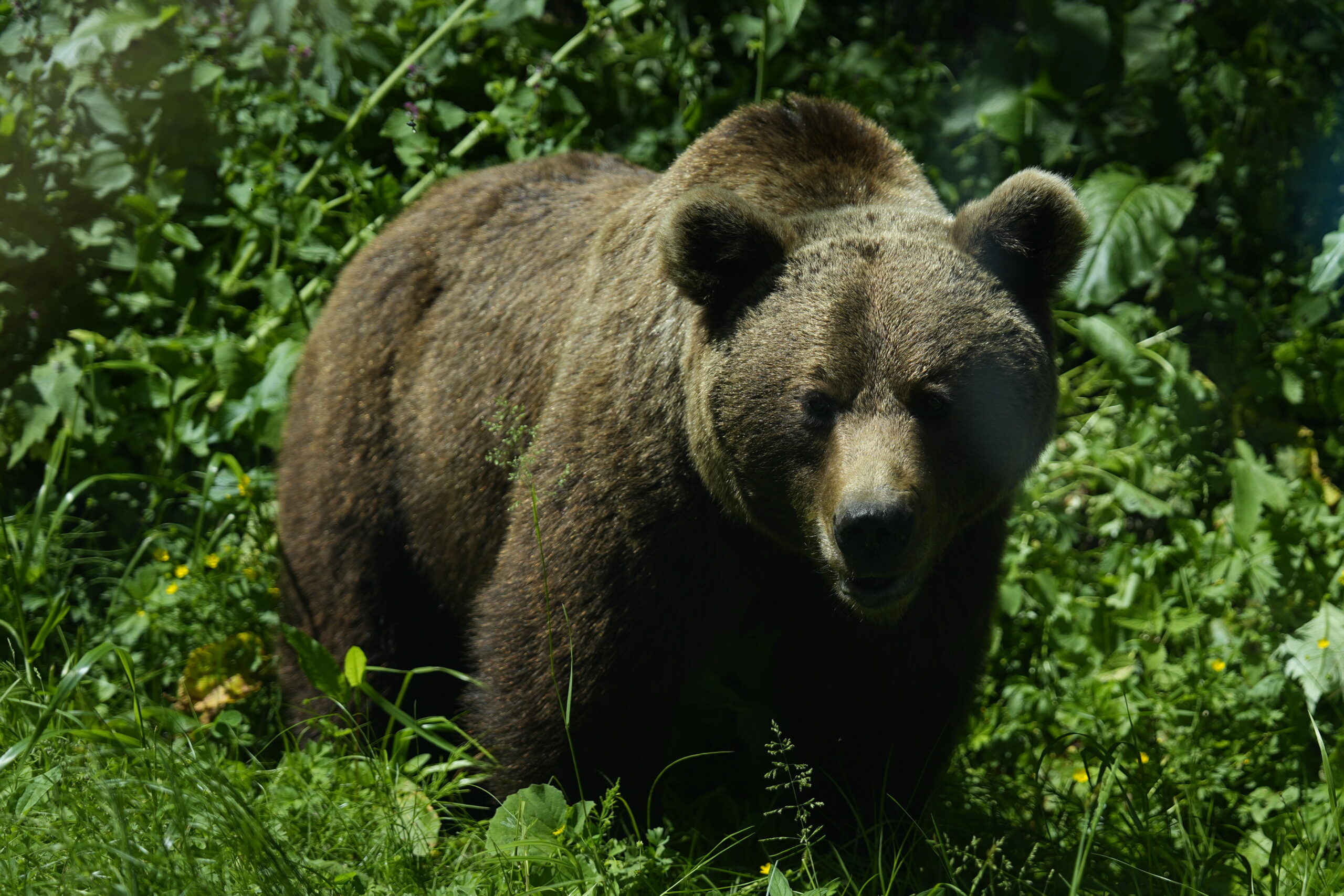 Un ucrainean a vrut să ajungă în România, însă o ursoaică l-a ținut captiv într-un copac