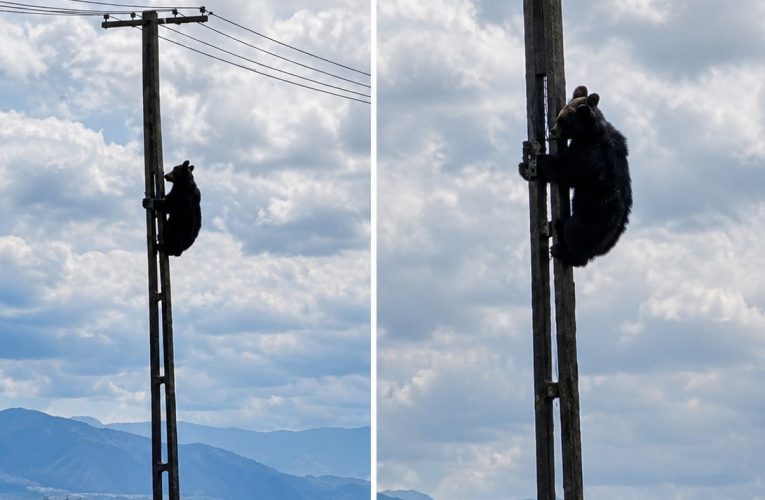 Urs cocoțat pe un stâlp de electricitate în Brașov