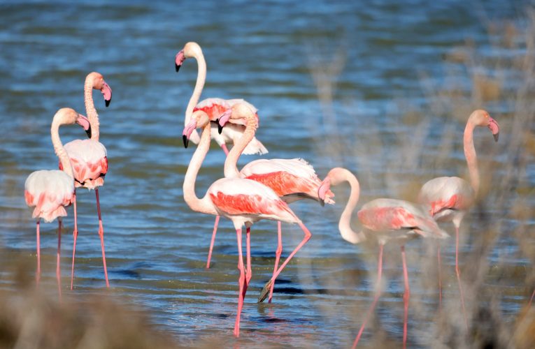 Veneția devine un paradis neașteptat pentru Flamingo. De ce se adună păsările în număr record