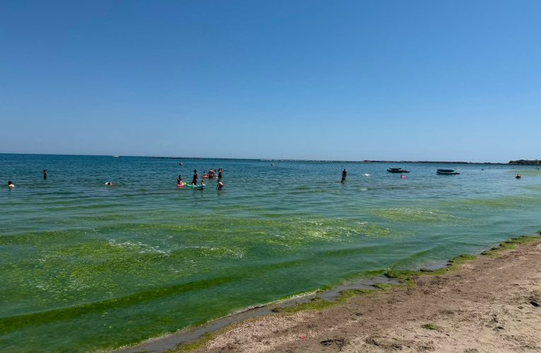 Au apărut algele pe litoralul românesc. Cum intervin echipajele de la Apele Române