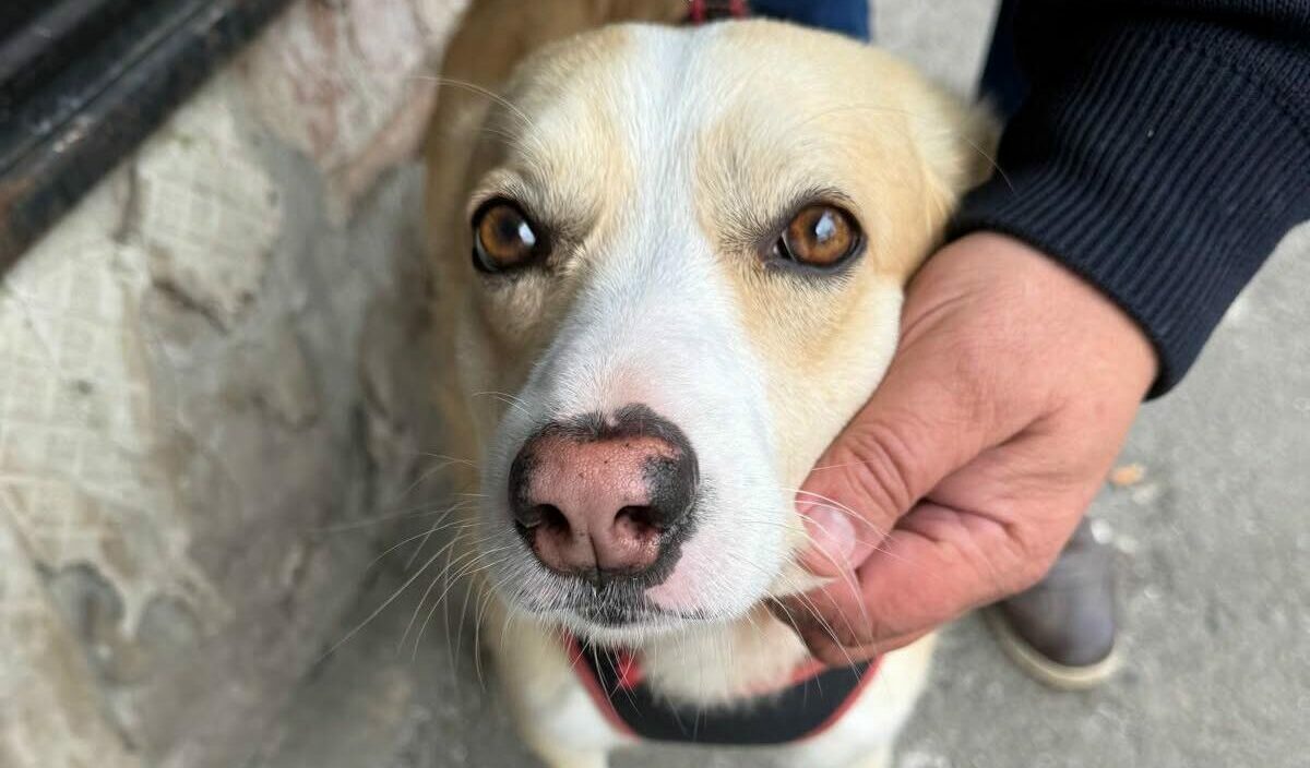Bărbat din Bacău, reținut de polițiști după ce ar fi omorât un câine