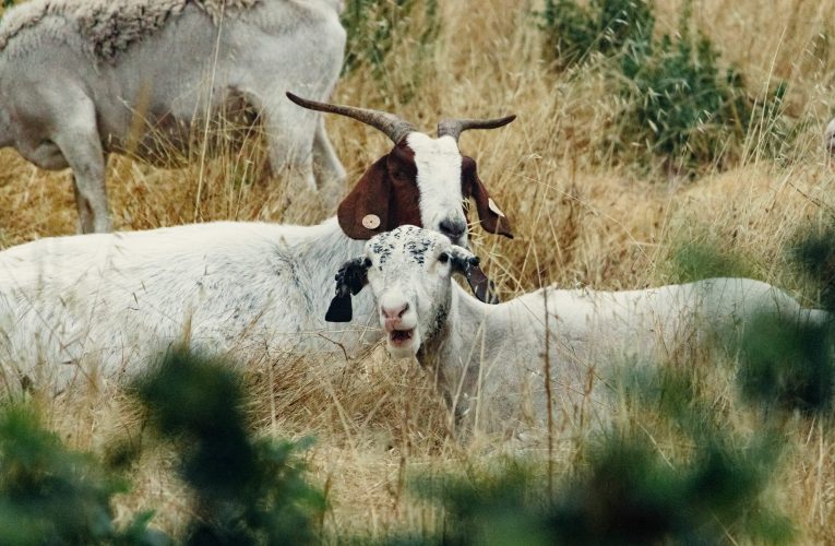 Carantină națională timp de 30 de zile pentru oi și capre. Mișcarea animalelor, suspendată