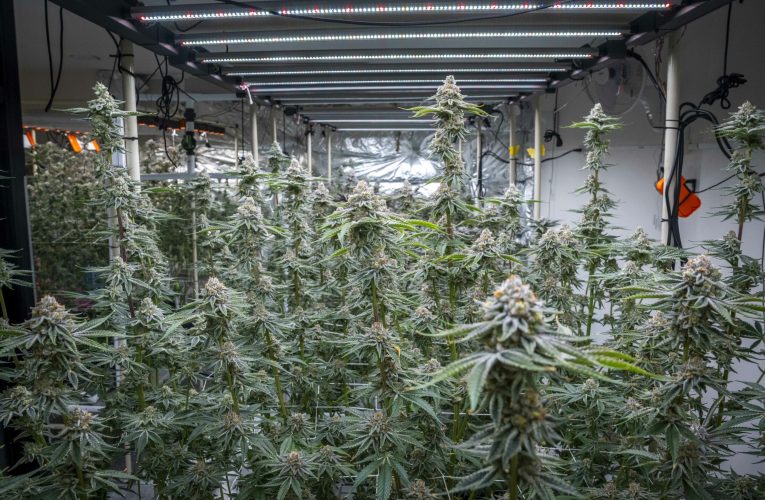 Cultură uriașă de canabis, descoperită în Neamț: 2.669 de plante și un laborator complet de procesare, găsite de DIICOT