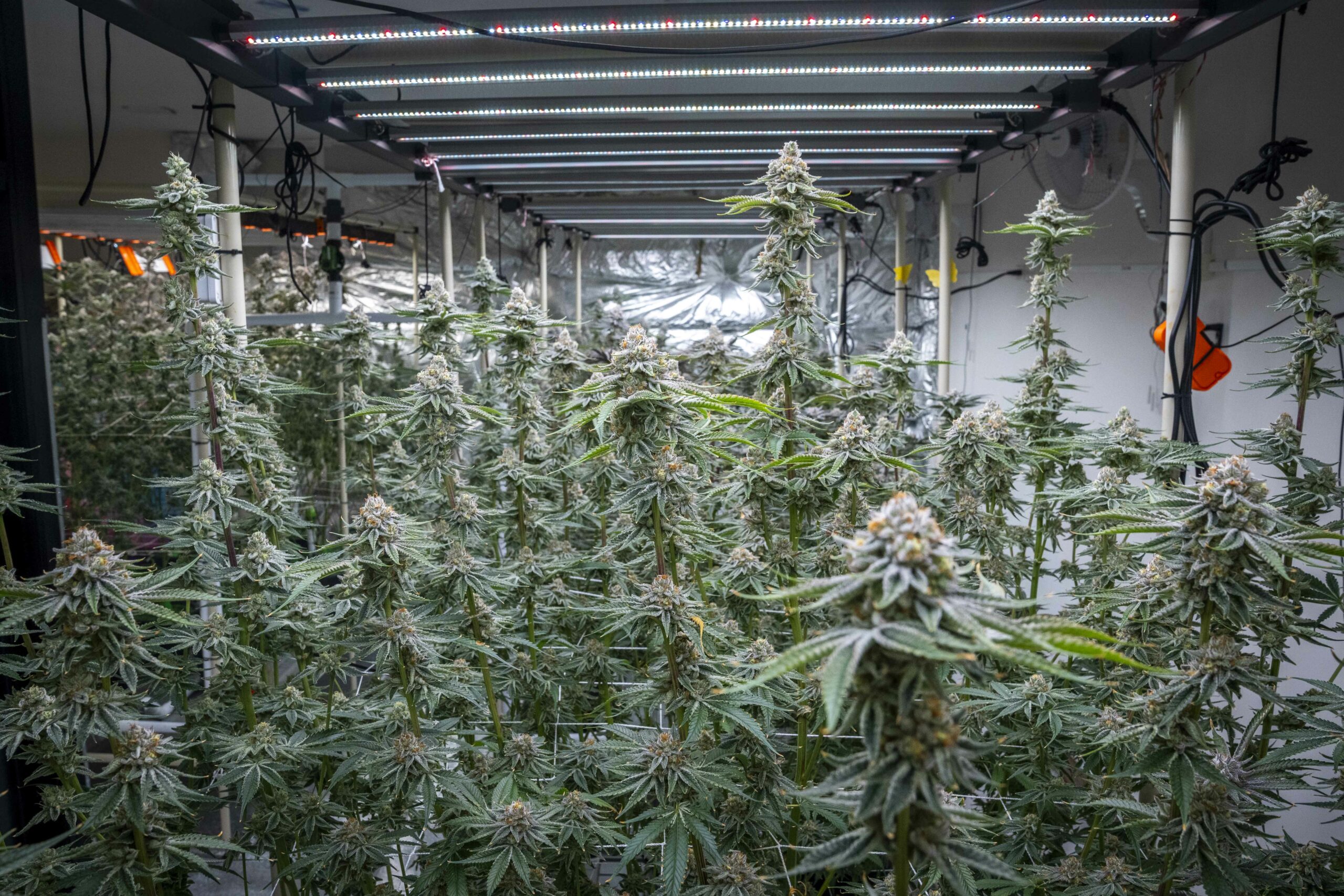 Cultură uriașă de canabis, descoperită în Neamț: 2.669 de plante și un laborator complet de procesare, găsite de DIICOT