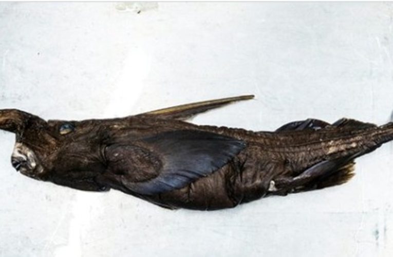 Descoperire spectaculoasă în Costa Rica. O nouă specie de rechin-fantomă, identificată în Pacific