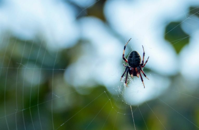Păianjenul care aleargă mai repede decât un om. Specia campioană vine din Australia