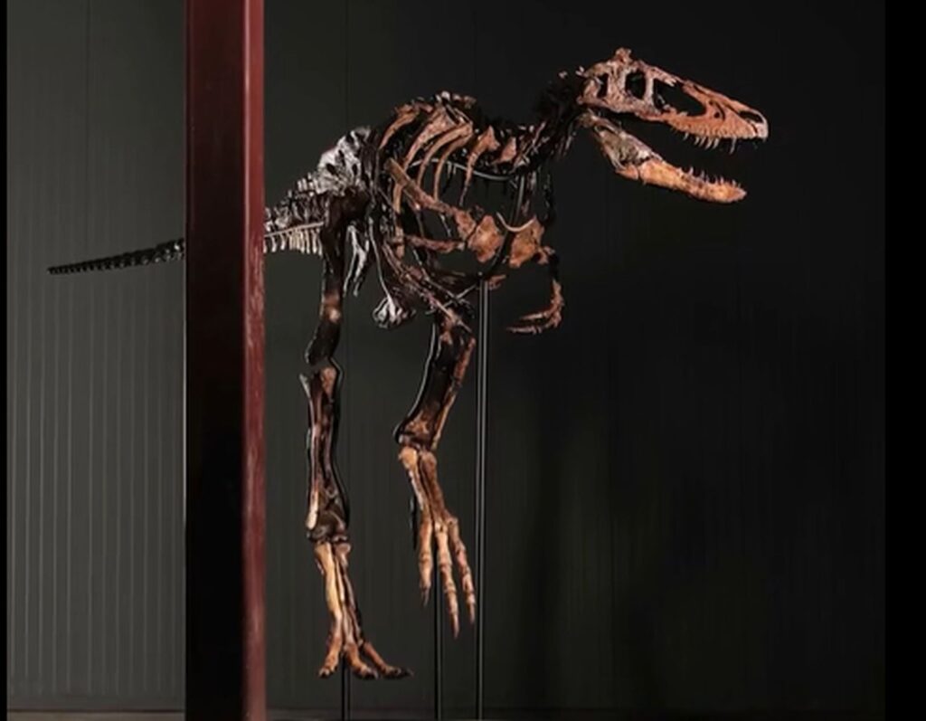 47,3 milioane de dolari pentru un schelet de dinozaur. âJodiâ a devenit al doilea cel mai scump exemplar din lume