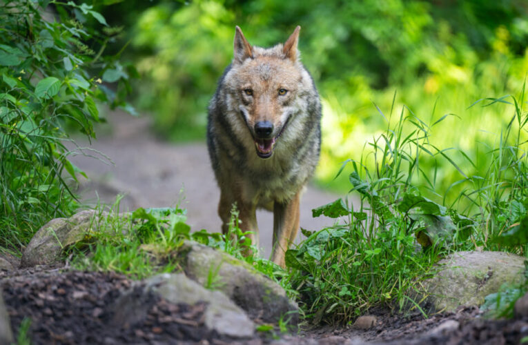 Incident grav Ã®n Germania. O fetiÈÄ de opt ani a fost atacatÄ de un lup, Ã®n interiorul unui Èarc pentru animale