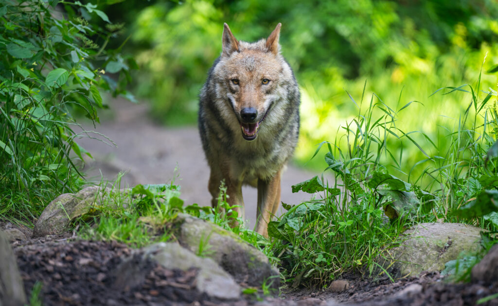Incident grav Ã®n Germania. O fetiÈÄ de opt ani a fost atacatÄ de un lup, Ã®n interiorul unui Èarc pentru animale