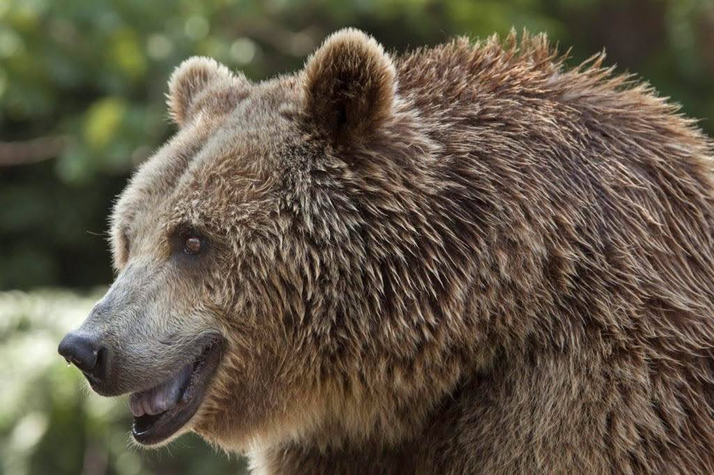 MureÈ: Un tÃ¢nÄr cioban, muÈcat de urs Ã®n timp ce era cu oile la pÄÈunat. IntervenÈie de urgenÈÄ a echipajelor SMURD Èi SAJ