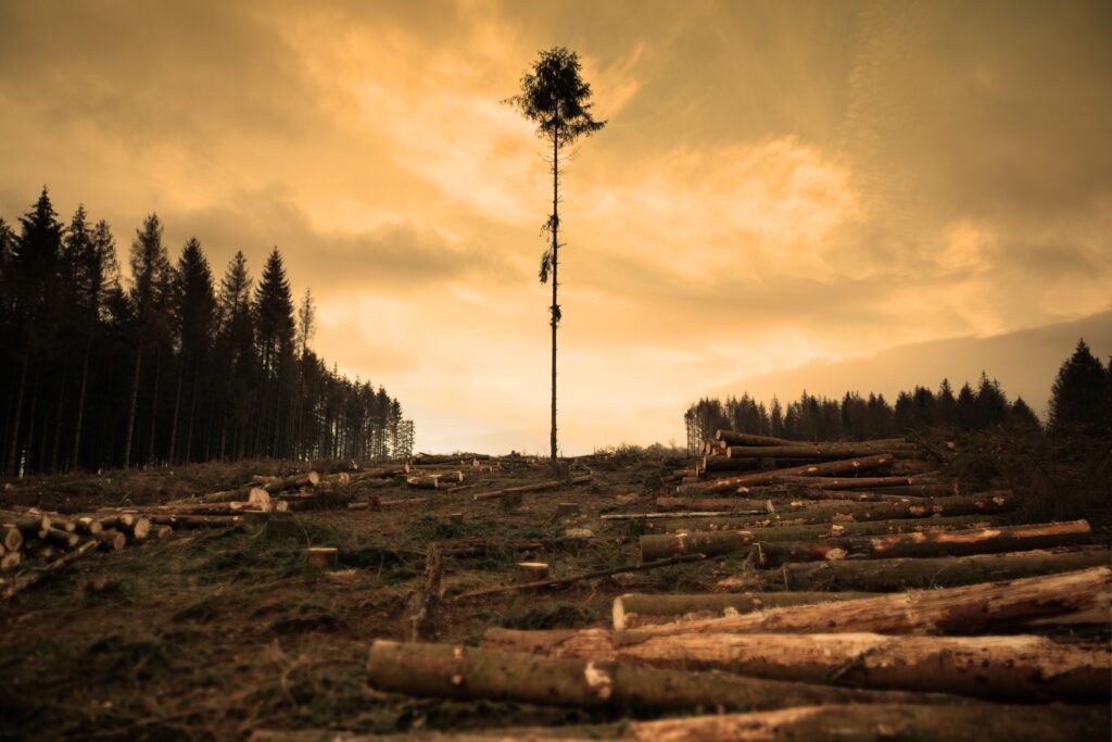 O companie globalÄ, implicatÄ Ã®n numeroase proiecte ecologice, a tÄiat ilegal peste 250.000 de copaci pentru a construi o clÄdire