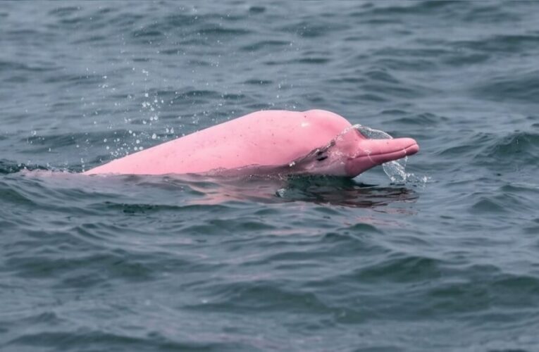 Un delfin roz, filmat Ã®n largul coastelor Omanului, a devenit viral. SpecialiÈtii explicÄ de ce are aceastÄ culoare neobiÈnuitÄ