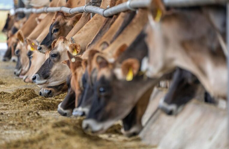 Virusul Shamonda, transmis de la animale la om pentru prima datÄ. Pacientul a murit la Lyon